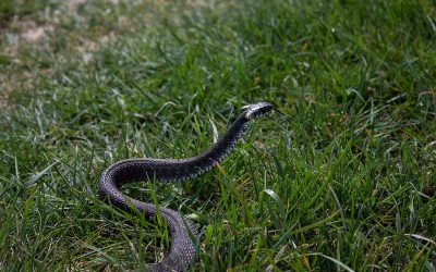 THE SNAKE (IRS) REMAINS IN THE GRASS – – FOR NOW